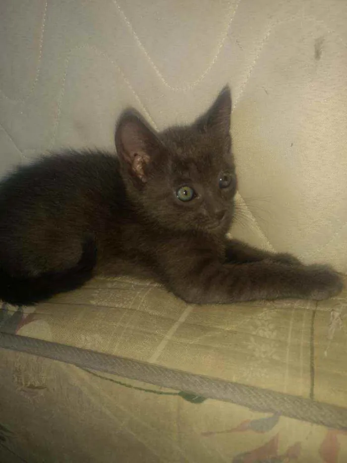 Gato raça Srd idade Abaixo de 2 meses nome Filhotinhos de 2 mes