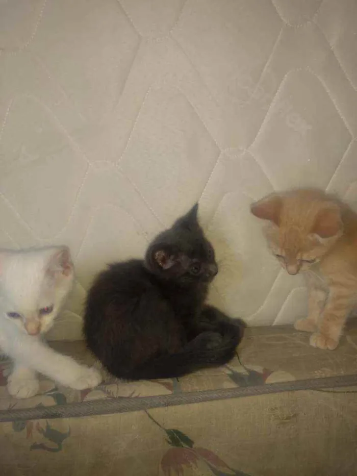 Gato raça Srd idade Abaixo de 2 meses nome Filhotinhos de 2 mes