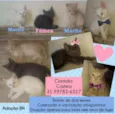 Filhotinhos de 2 mes