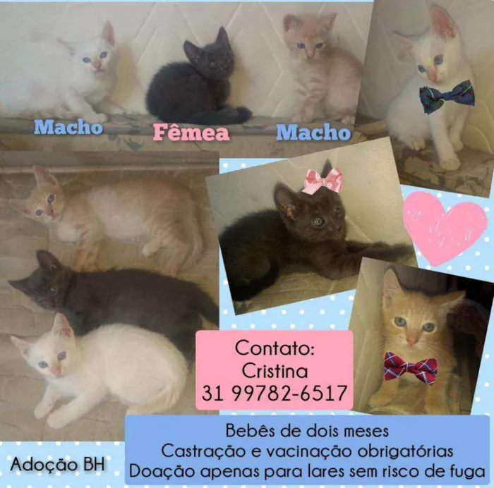 Gato raça Srd idade Abaixo de 2 meses nome Filhotinhos de 2 mes