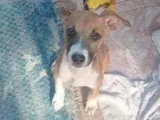 Cachorro raça Desconheçida idade 7 a 11 meses nome Kyara