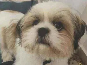 Cachorro raça Shitzu idade  nome Luigi Ribeiro 
