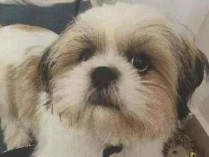 Cachorro ra a Shitzu idade  nome Luigi Ribeiro 