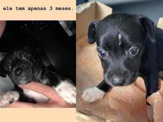 Cachorro ra a  idade Abaixo de 2 meses nome luna 