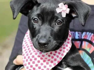 Cachorro raça  idade 2 a 6 meses nome Lexie 