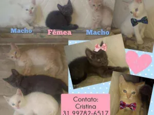 Gato raça Srd idade Abaixo de 2 meses nome Filhotinhos de 2 mes