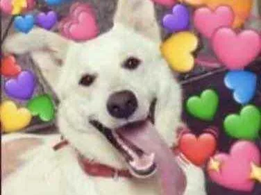 Cachorro raça Pastor branco suíço  idade 4 anos nome Bob 