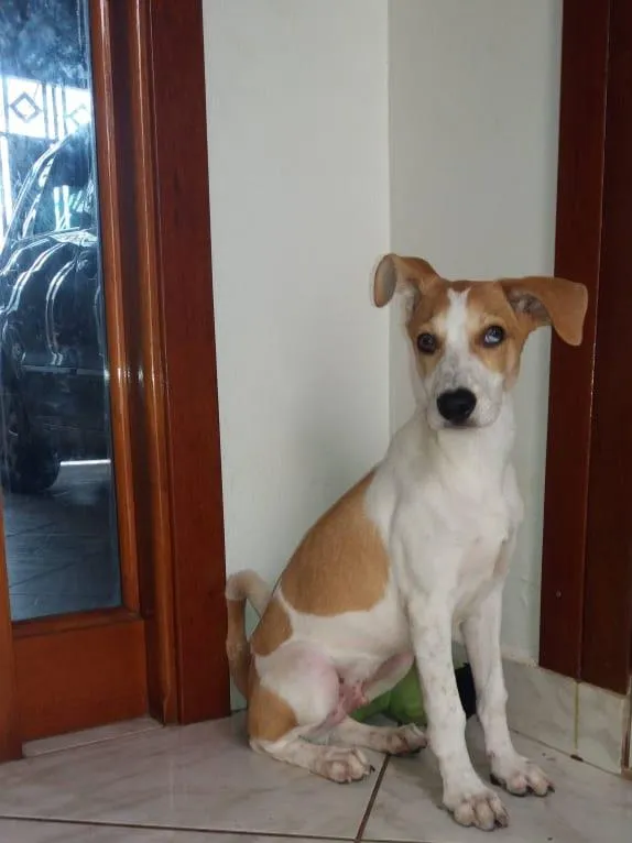 Cachorro ra a SRD-ViraLata idade 2 a 6 meses nome scoob