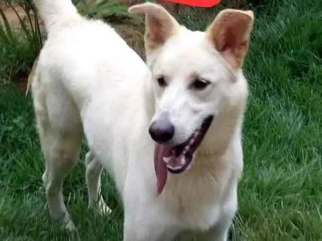 Cachorro raça Pastor branco suíço  idade 4 anos nome Bob 