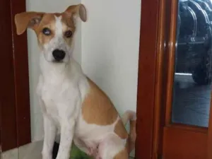 Cachorro raça SRD-ViraLata idade 2 a 6 meses nome scoob