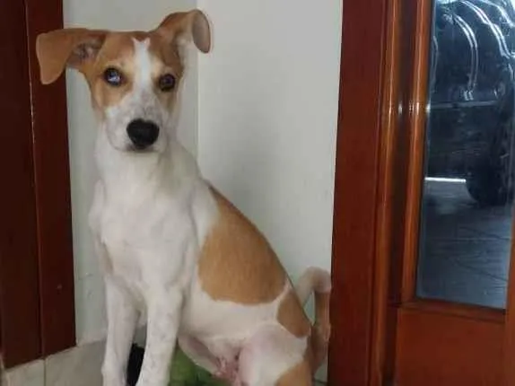 Cachorro ra a SRD-ViraLata idade 2 a 6 meses nome scoob