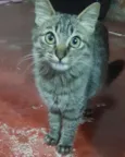 Tigre