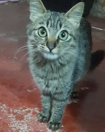 Gato ra a SRD-ViraLata idade 2 a 6 meses nome Tigre
