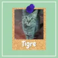 Tigre