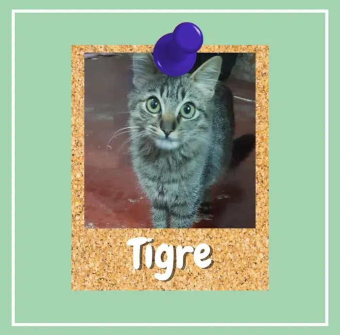 Gato ra a SRD-ViraLata idade 2 a 6 meses nome Tigre