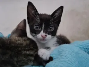 Gato raça SRD-ViraLata idade 2 a 6 meses nome Saiki