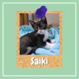 Saiki