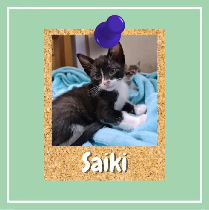 Gato ra a SRD-ViraLata idade 2 a 6 meses nome Saiki