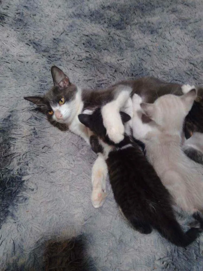 Gato ra a Gatos e gatas idade 2 a 6 meses nome Lua