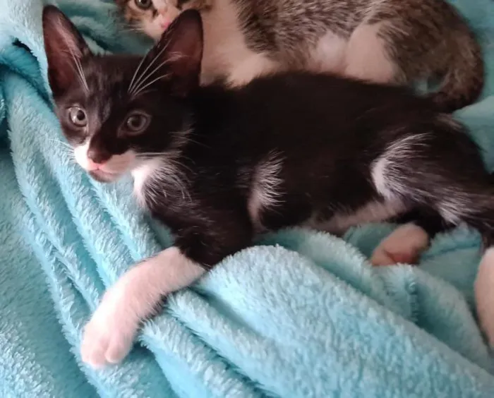 Gato ra a SRD-ViraLata idade 2 a 6 meses nome Panda
