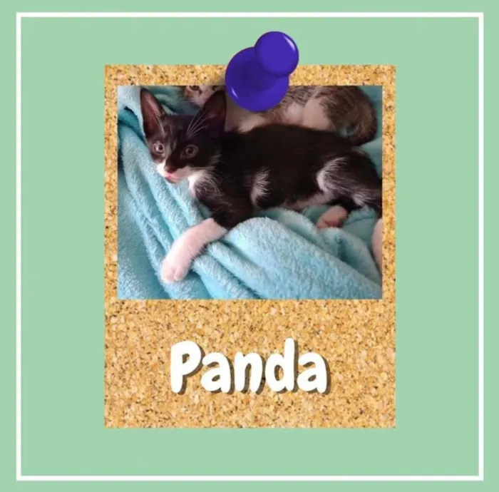 Gato ra a SRD-ViraLata idade 2 a 6 meses nome Panda