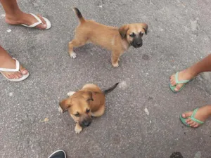 Cachorro raça Srd idade 2 a 6 meses nome Sem nome