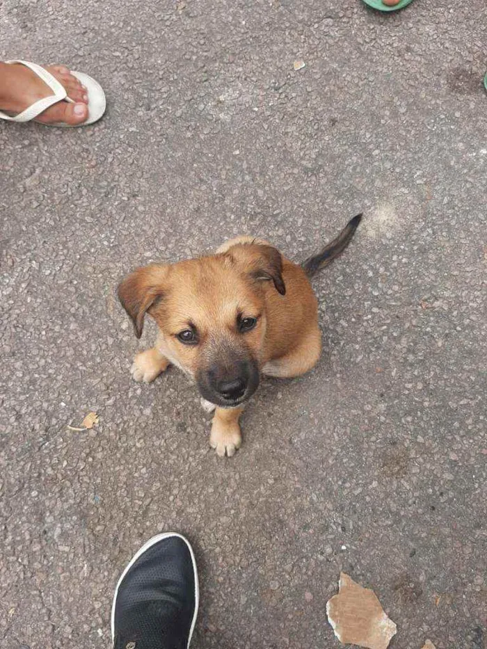 Cachorro ra a Srd idade 2 a 6 meses nome Sem nome