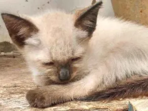 Gato raça Siamês idade 2 a 6 meses nome sem nome