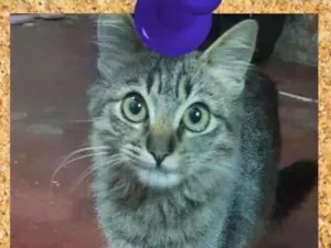 Gato raça SRD-ViraLata idade 2 a 6 meses nome Tigre