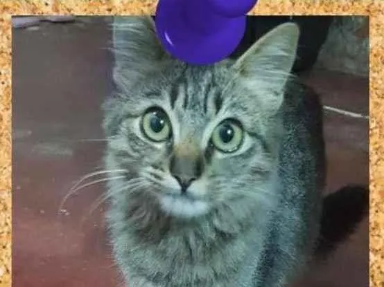 Gato ra a SRD-ViraLata idade 2 a 6 meses nome Tigre
