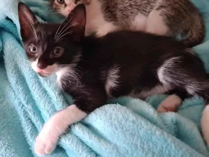Gato ra a SRD-ViraLata idade 2 a 6 meses nome Panda