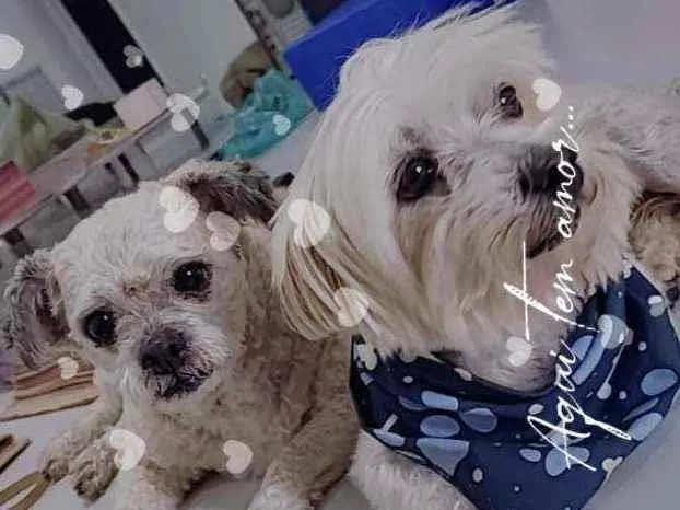 Cachorro raça  idade 5 anos nome Alfredo e Pedrita 