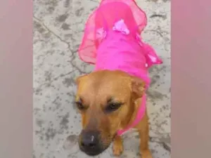 Cachorro raça  idade 3 anos nome Penélope 