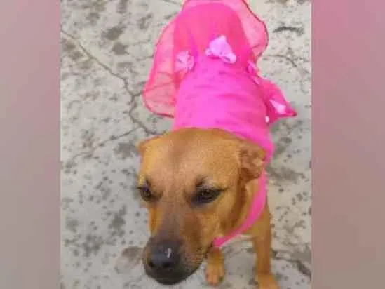 Cachorro raça  idade 3 anos nome Penélope 