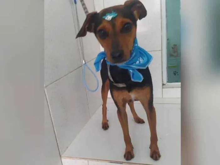 Cachorro raça  idade 1 ano nome Patati 