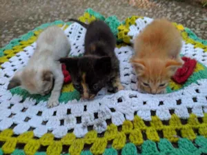 Gato raça Srd idade Abaixo de 2 meses nome Filhotes