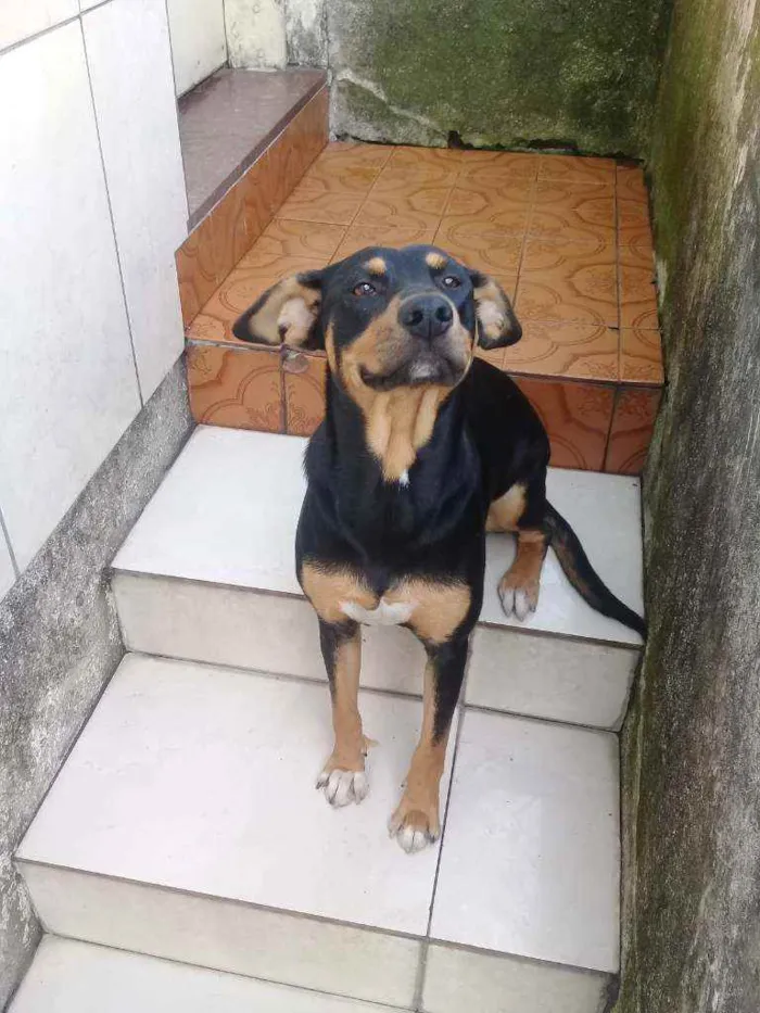 Cachorro ra a Viralata idade 7 a 11 meses nome Kyrah