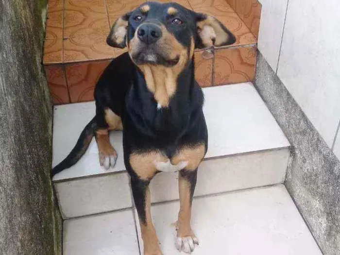 Cachorro ra a Viralata idade 7 a 11 meses nome Kyrah