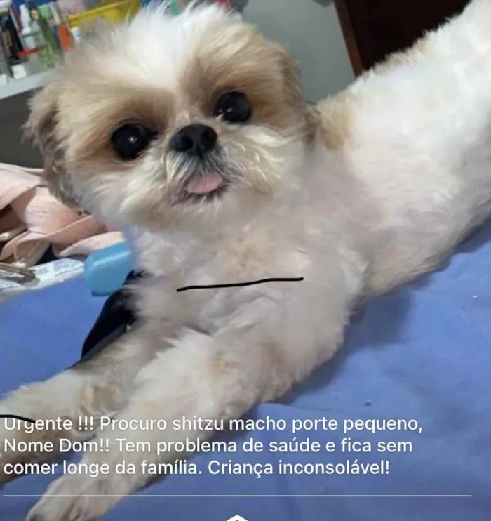 Cachorro ra a Shitzu idade 6 ou mais anos nome Dom