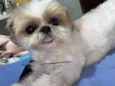 Dom