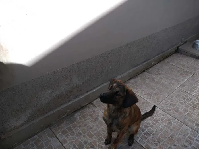 Cachorro raça vira-lata idade 1 ano nome Amora