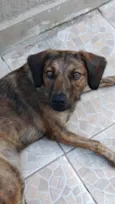 Amora