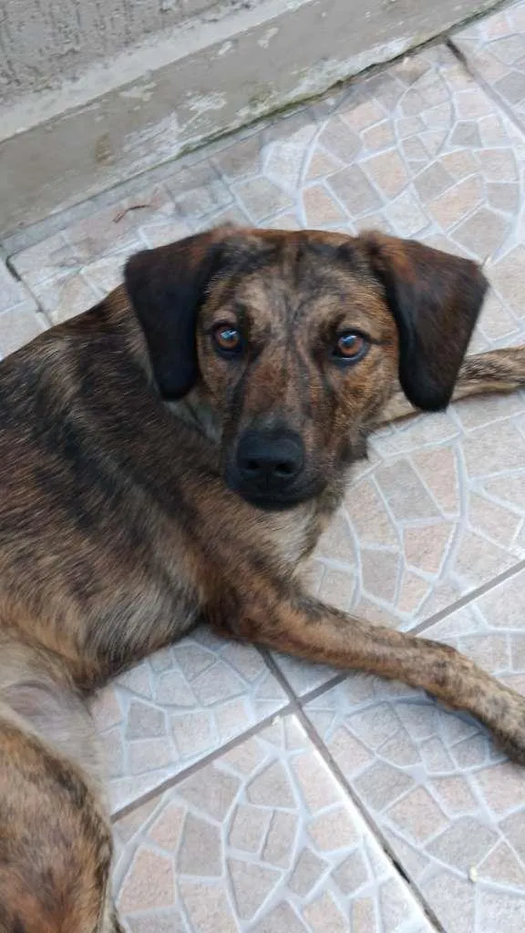 Cachorro raça vira-lata idade 1 ano nome Amora