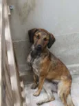 Amora