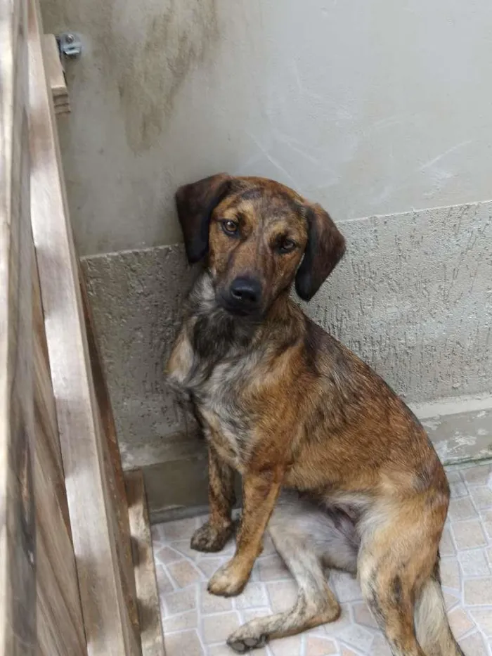 Cachorro raça vira-lata idade 1 ano nome Amora
