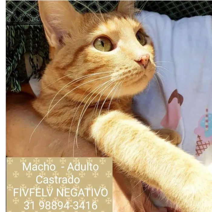 Gato raça SRD idade 1 ano nome AMBAR