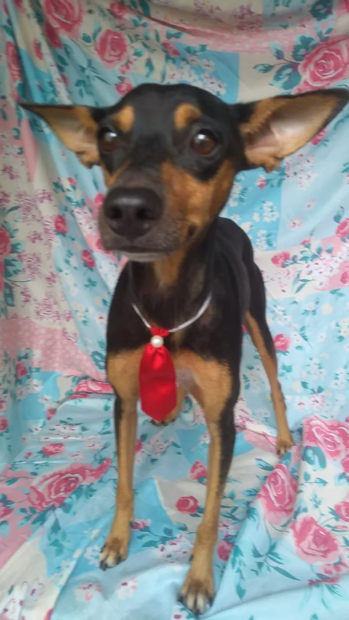 Cachorro ra a SRD idade 4 anos nome Prince