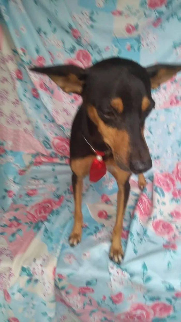 Cachorro ra a SRD idade 4 anos nome Prince