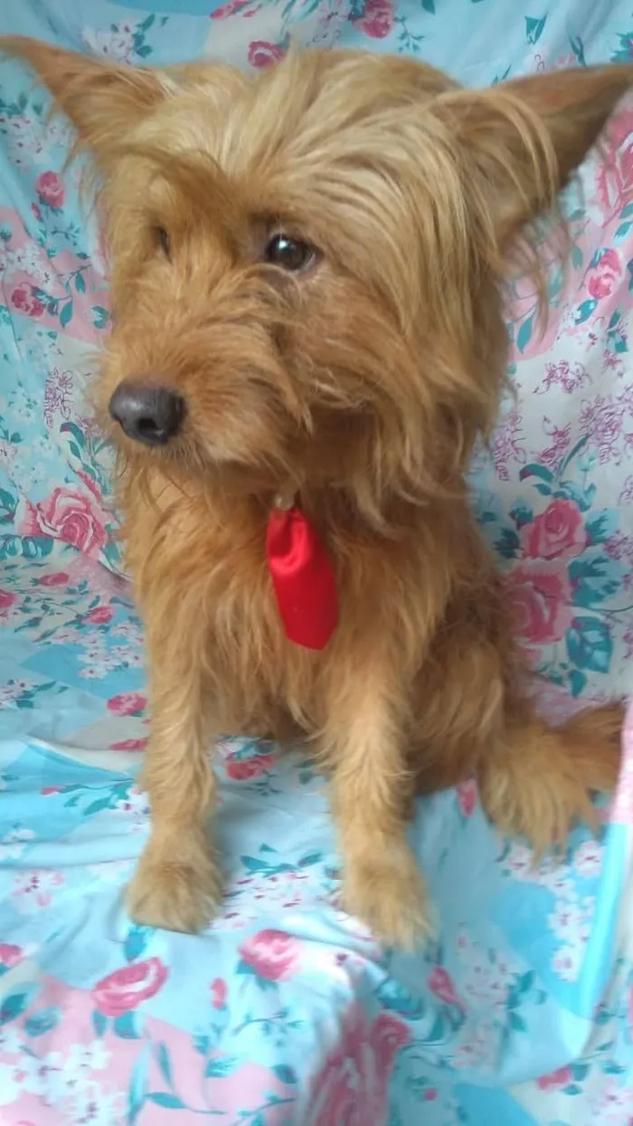 Cachorro ra a SRD idade 1 ano nome Hunk
