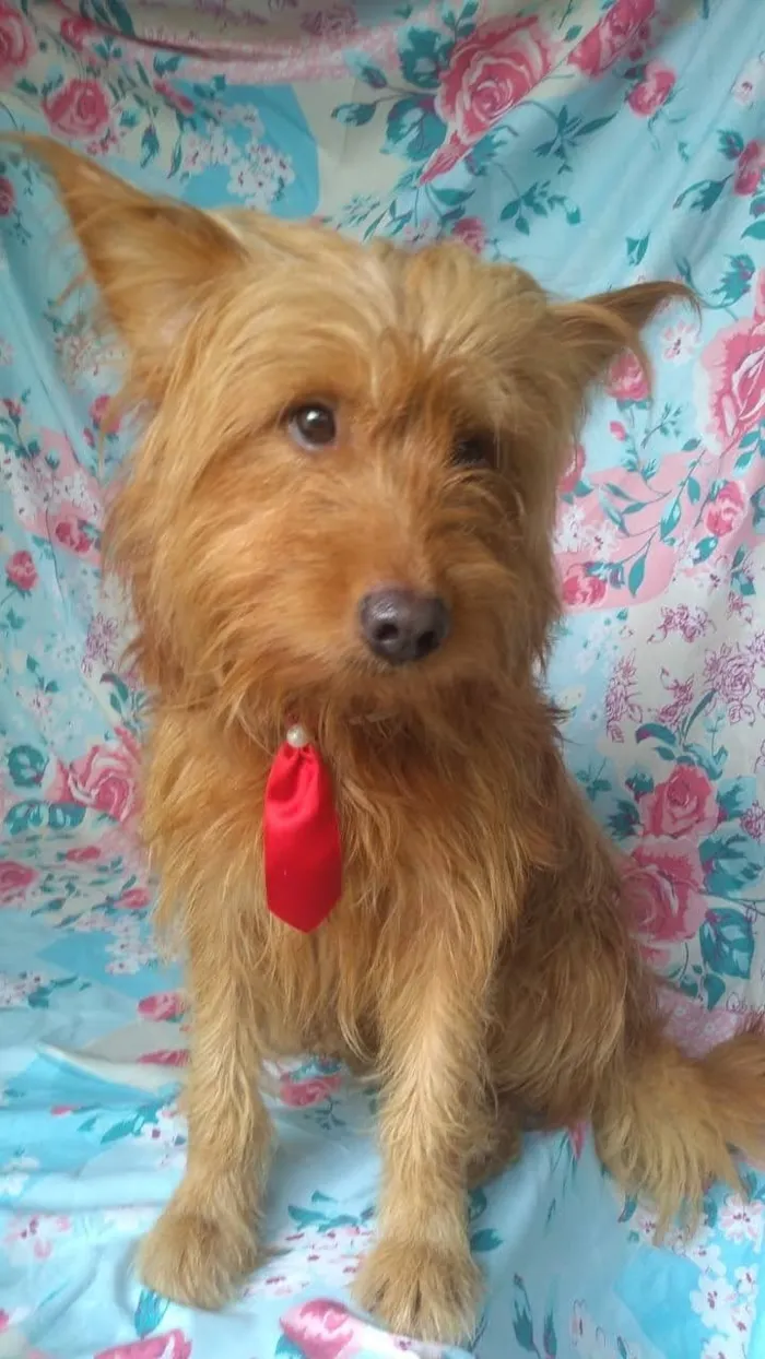 Cachorro ra a SRD idade 1 ano nome Hunk
